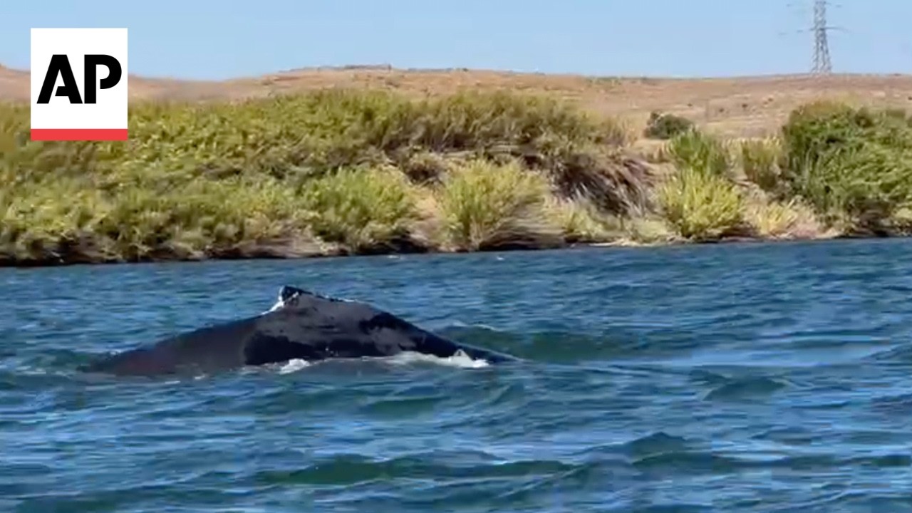 Humpback whale is spotted in a California river 60 miles from the Pacific Ocean (Video) Humpback whale is spotted in a California river 60 miles from the Pacific Ocean (Video)