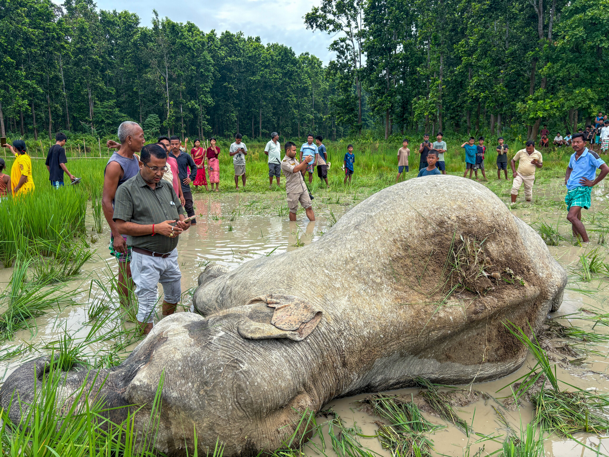Goalpara: Female wild elephant found dead in paddy field #Gallery Goalpara: Female wild elephant found dead in paddy field #Gallery