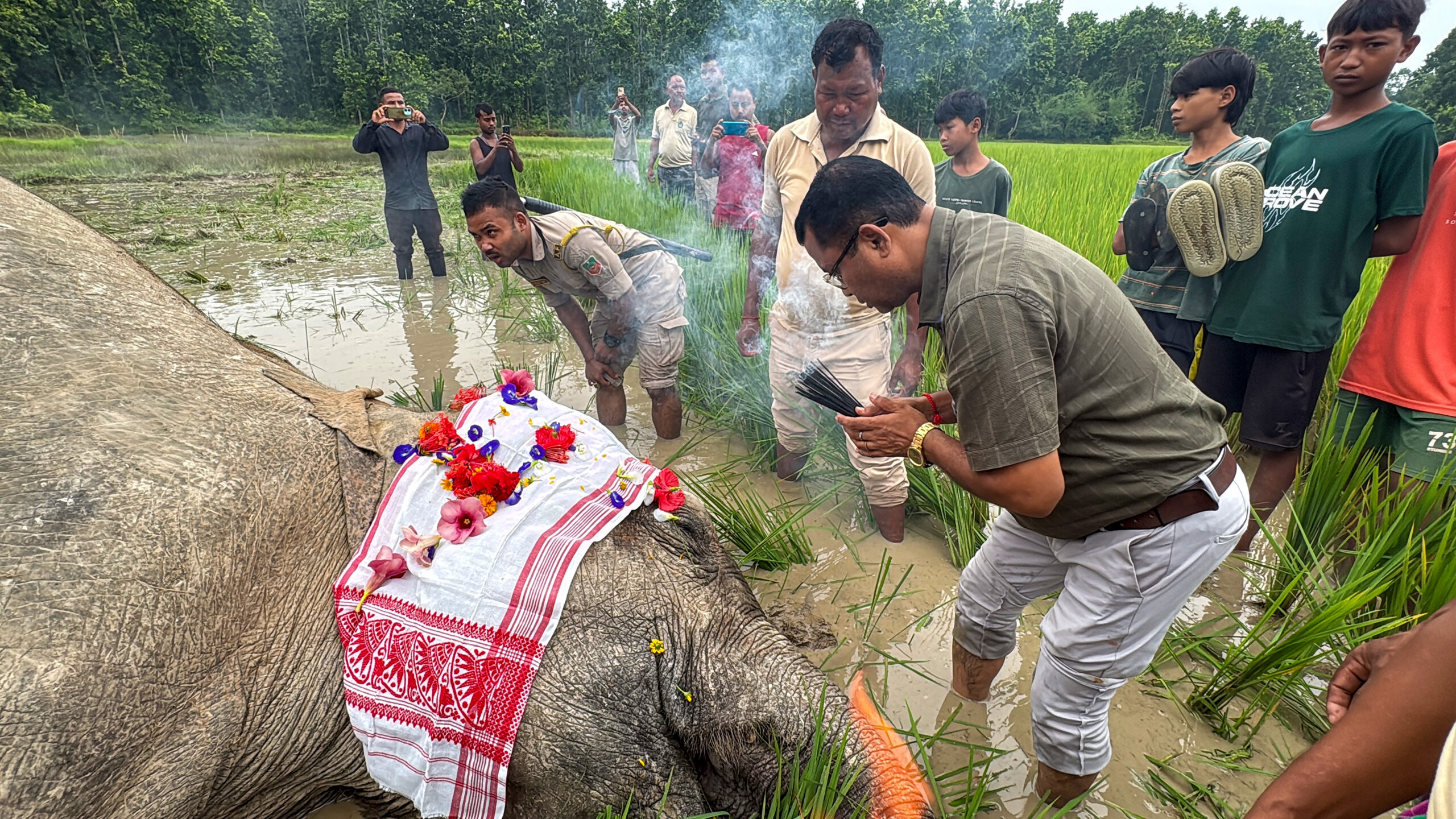 Goalpara: Female wild elephant found dead in paddy field #Gallery Goalpara: Female wild elephant found dead in paddy field #Gallery