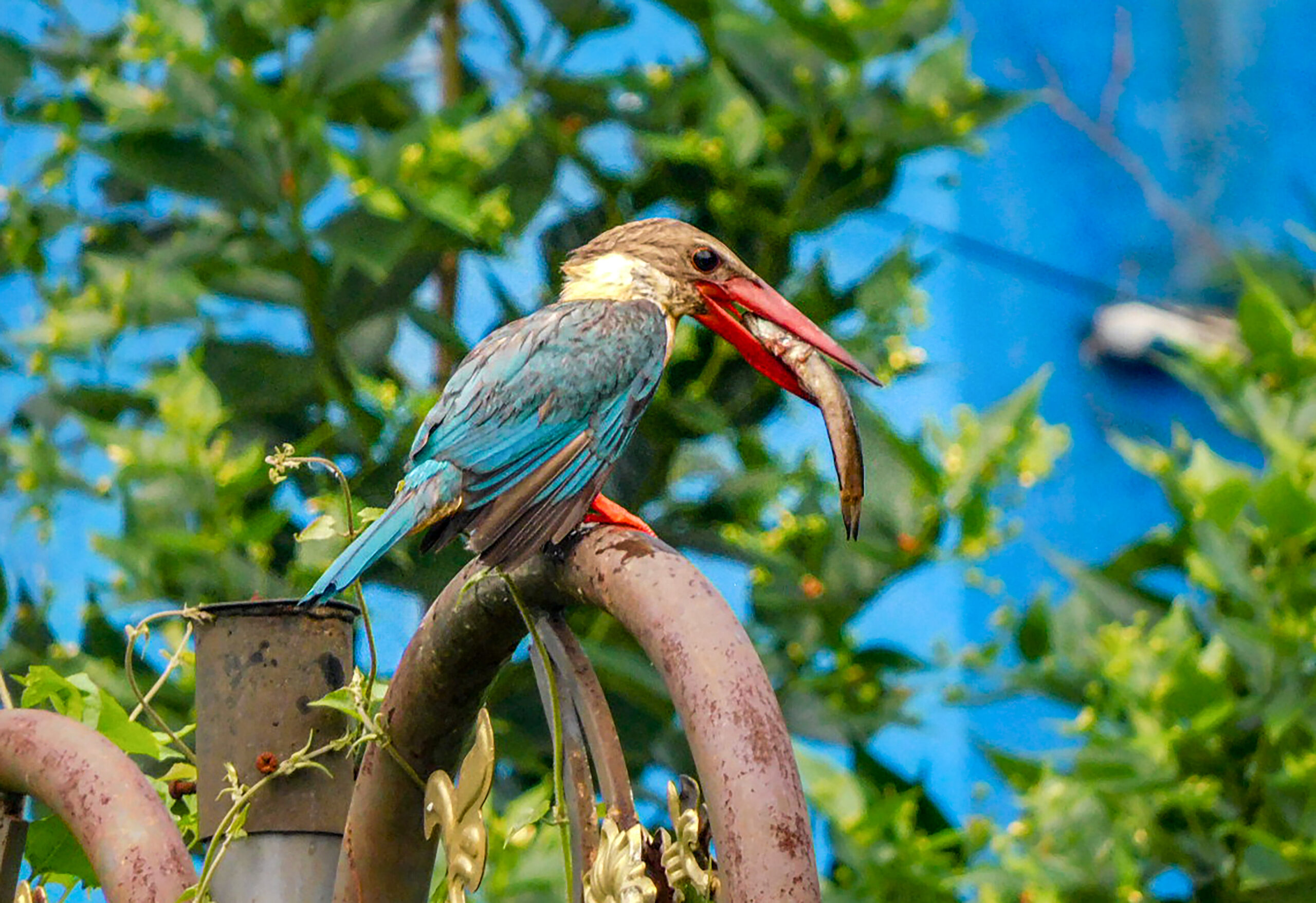 Bankura: Kingfisher eats fish beside pond #Gallery Bankura: Kingfisher eats fish beside pond #Gallery