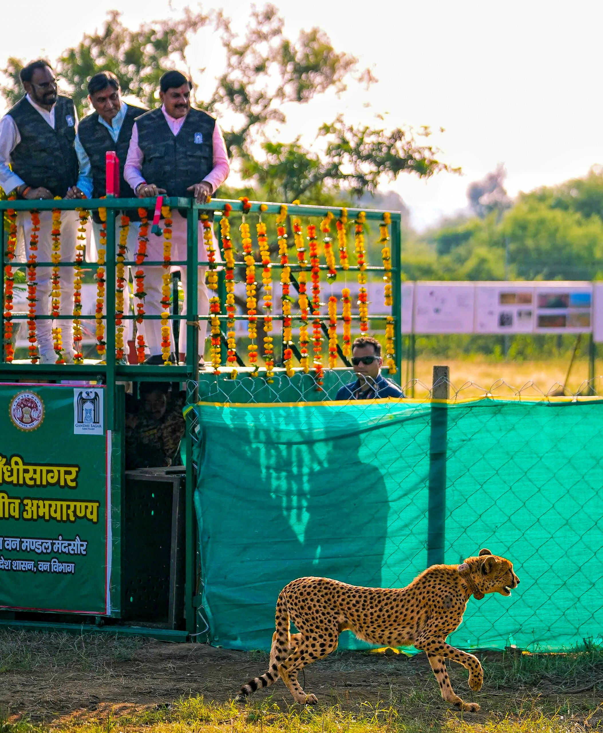 Neemuch: Cheetah released at Gandhi Sagar #Gallery Neemuch: Cheetah released at Gandhi Sagar #Gallery