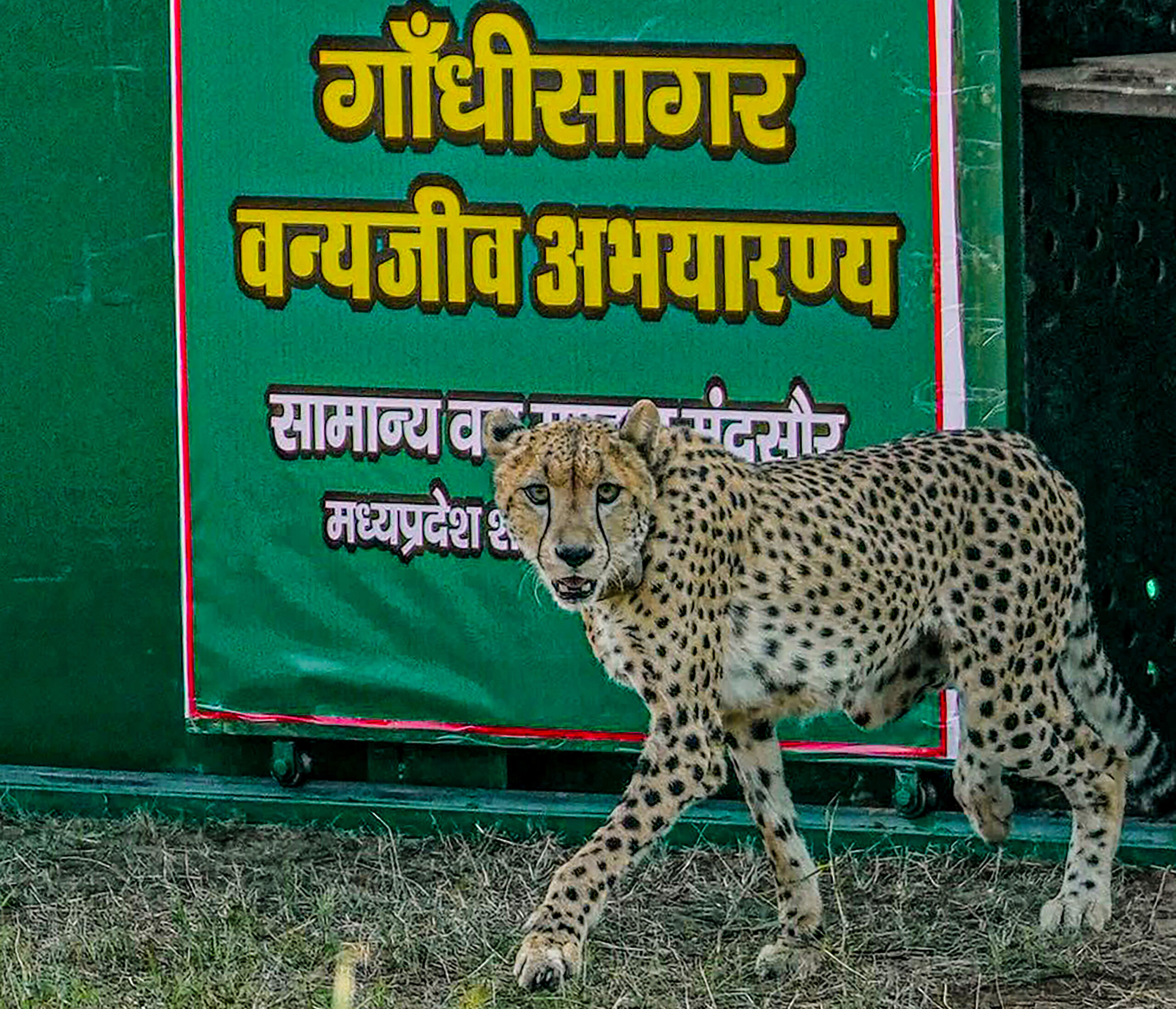 Neemuch: Cheetah released at Gandhi Sagar #Gallery Neemuch: Cheetah released at Gandhi Sagar #Gallery