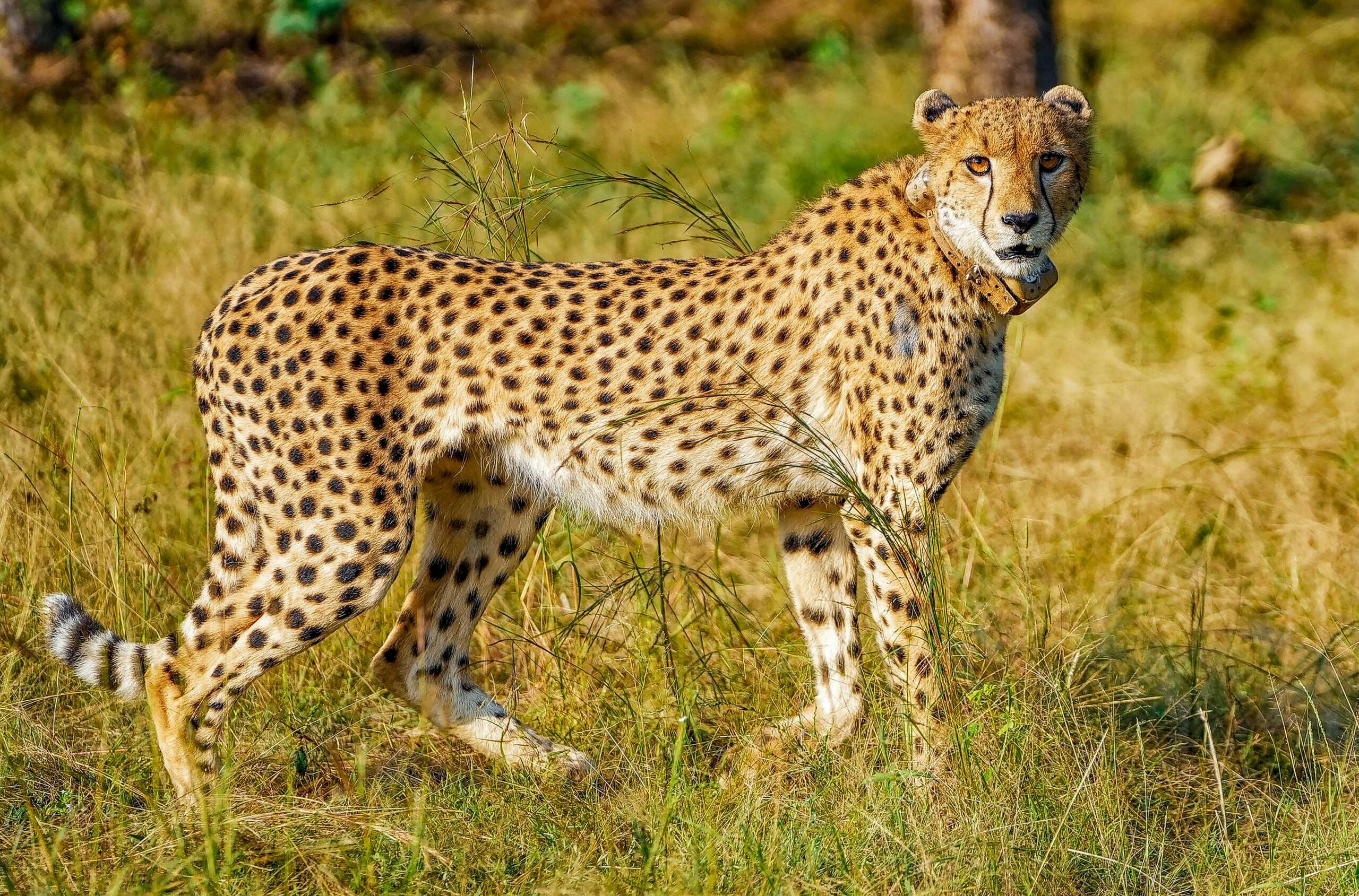 Neemuch: Female cheetah CCB2 at Gandhi Sagar Wildlife Sanctuary after being released under Project Cheetah, in Neemuch district on Sunday, September 20, 2026. CCB2 was translocated from Kuno National Park to Gandhi Sagar. (Photo: IANS/X/@DrMohanYadav51)