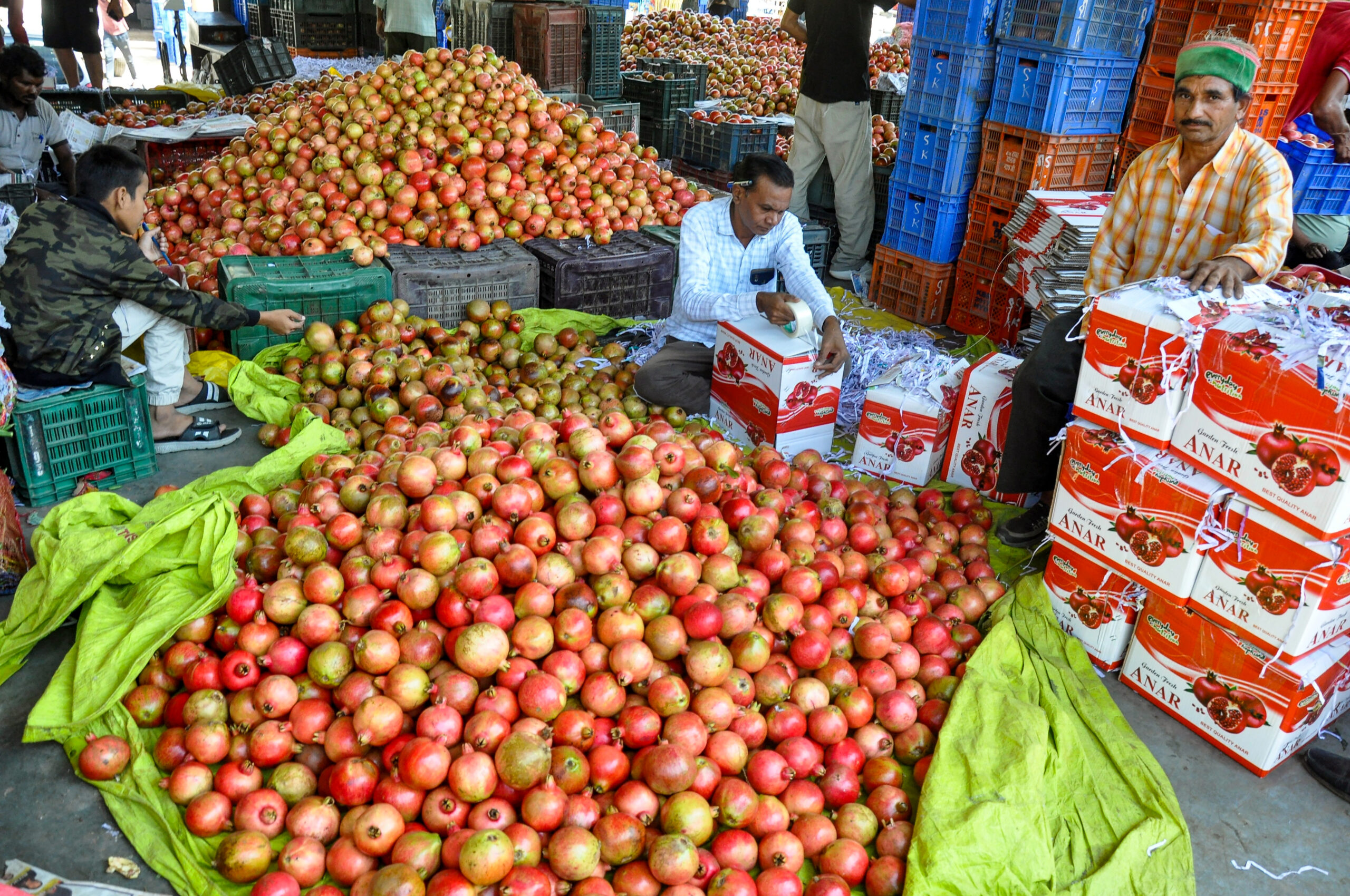 Kullu: Workers pack pomegranates #Gallery Kullu: Workers pack pomegranates #Gallery