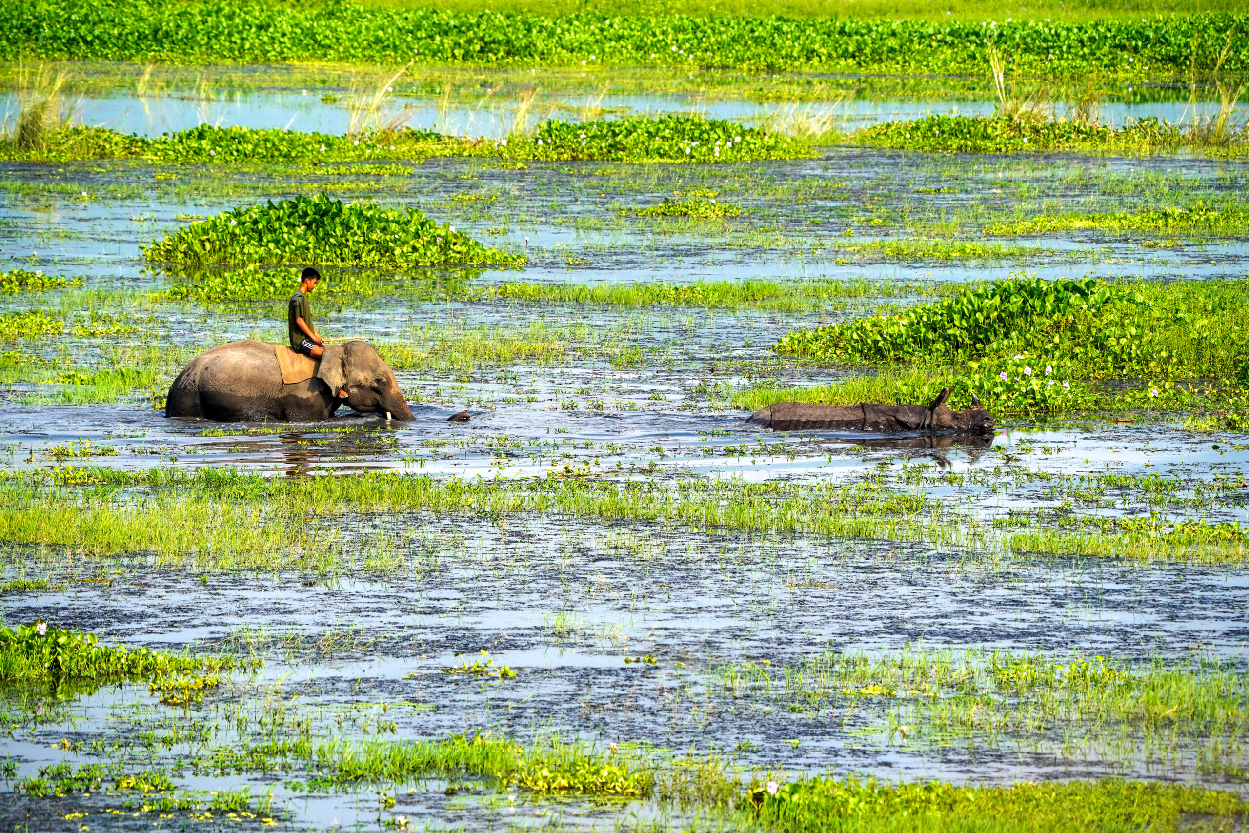 Pobitora: A mahout guides a one-horned rhinoceros at Pobitora Wildlife Sanctuary in Morigaon district of Assam ahead of World Rhino Day in Guwahati, Assam, on Monday, September 21, 2026. (Photo: IANS)