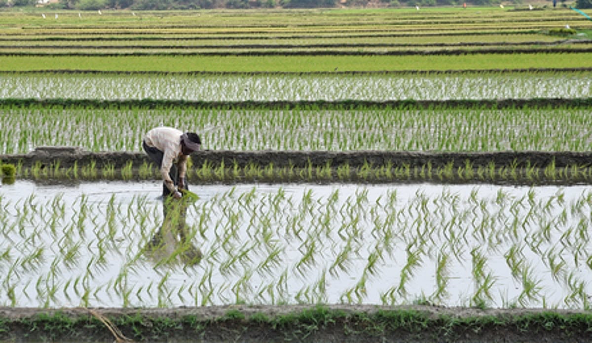 TN delta farmers report mixed Kuruvai paddy yield as heat, water scarcity hits crop TN delta farmers report mixed Kuruvai paddy yield as heat, water scarcity hits crop
