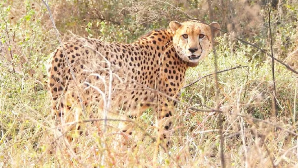 MP: Namibian cheetah Gaurav dies at Kuno during treatment