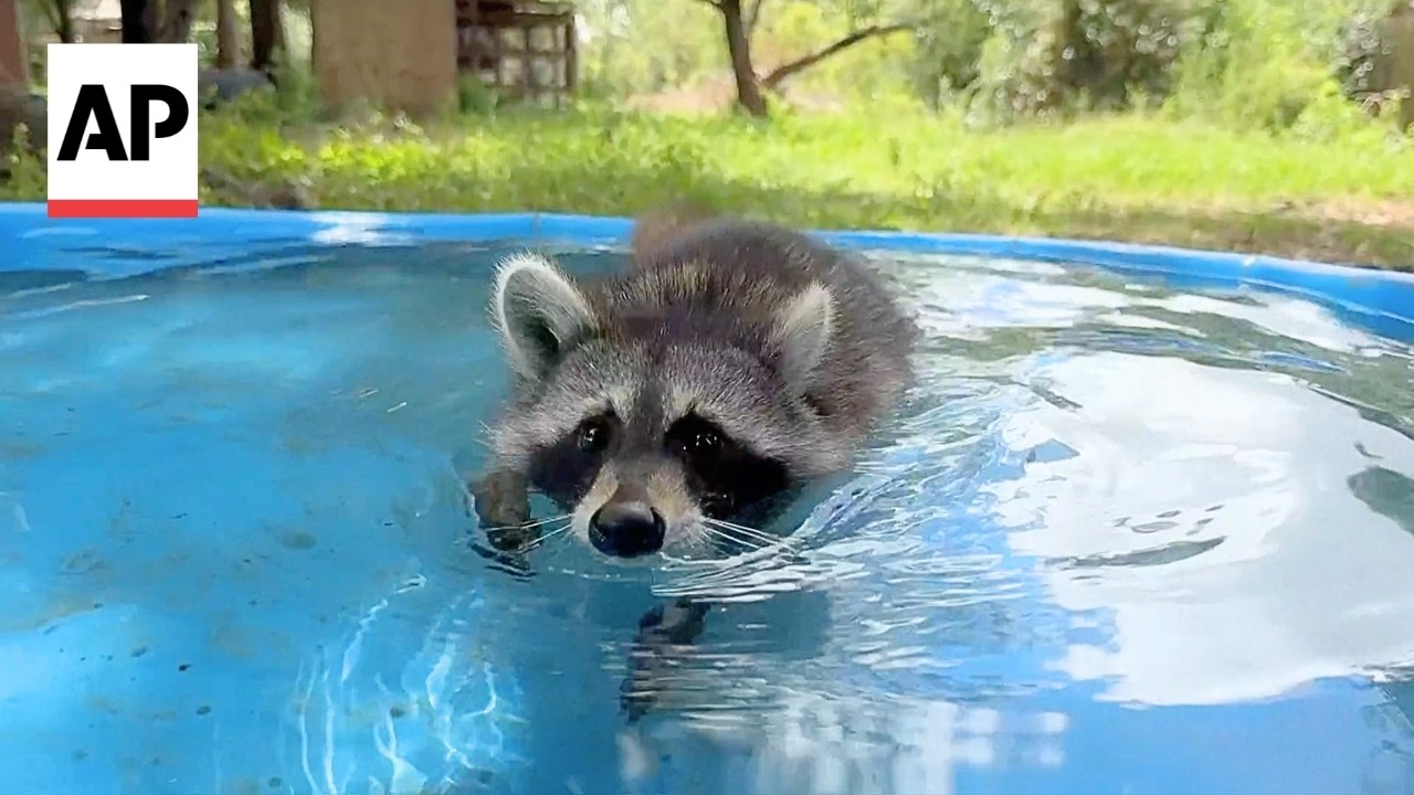 Boot camp in Mississippi teaches abandoned baby raccoons survival skills (Video)