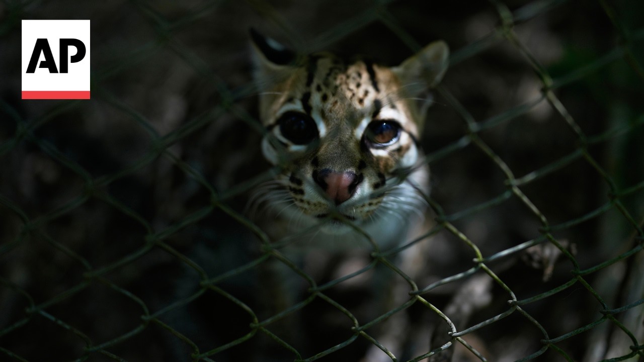 Watch 'Tigrino,' the world's newest cat species, at a Bolivian wildlife refuge (Video) Watch 'Tigrino,' the world's newest cat species, at a Bolivian wildlife refuge (Video)