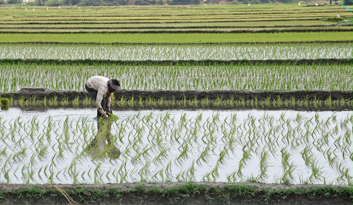Tamil Nadu halts crop loan recovery, orders fresh credit to eligible farmers