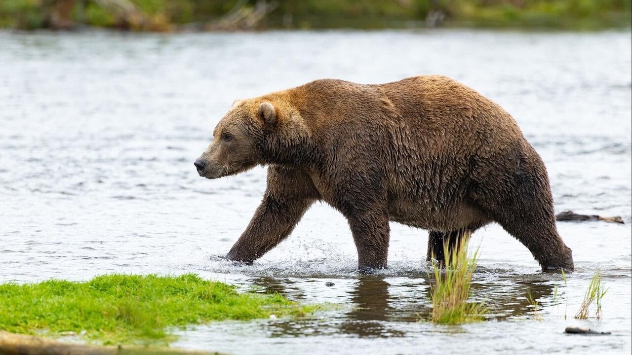 Voting now open for round two of Fat Bear Week after turnout crashes portal (Video)
