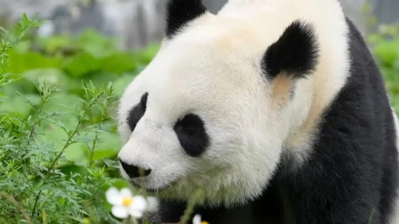 What to know about "panda diplomacy" as China sends 2 more furry friends to U.S. (Video)