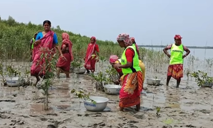 Mangrove plantation providing livelihoods to women in Sundarbans: PM Modi in 'Mann Ki Baat'