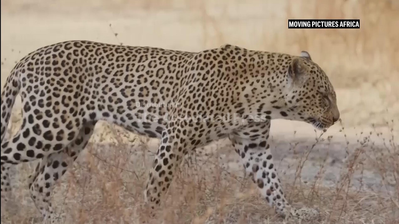 Leopards return to South Africa's West Coast region after 170 years (Video)