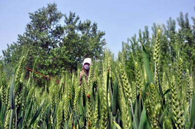 Rabi sowing in rainfed areas may pose challenge due to El Nino: Top official