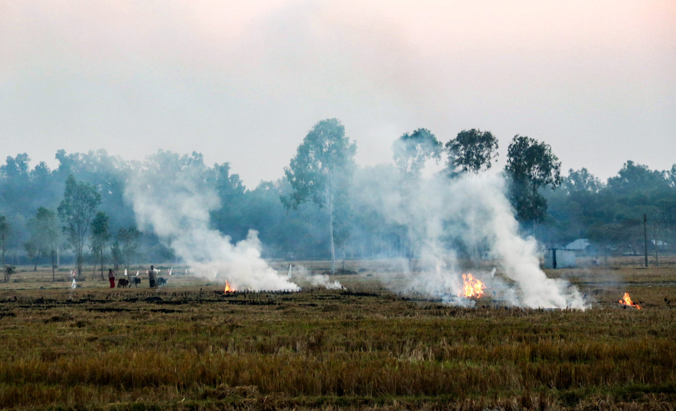 Punjab records 52 stubble-burning fires; one FIR filed