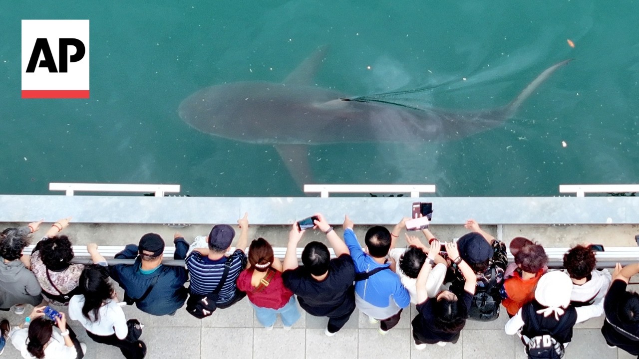 Busan authorities fail to guide shark to open sea (Video)