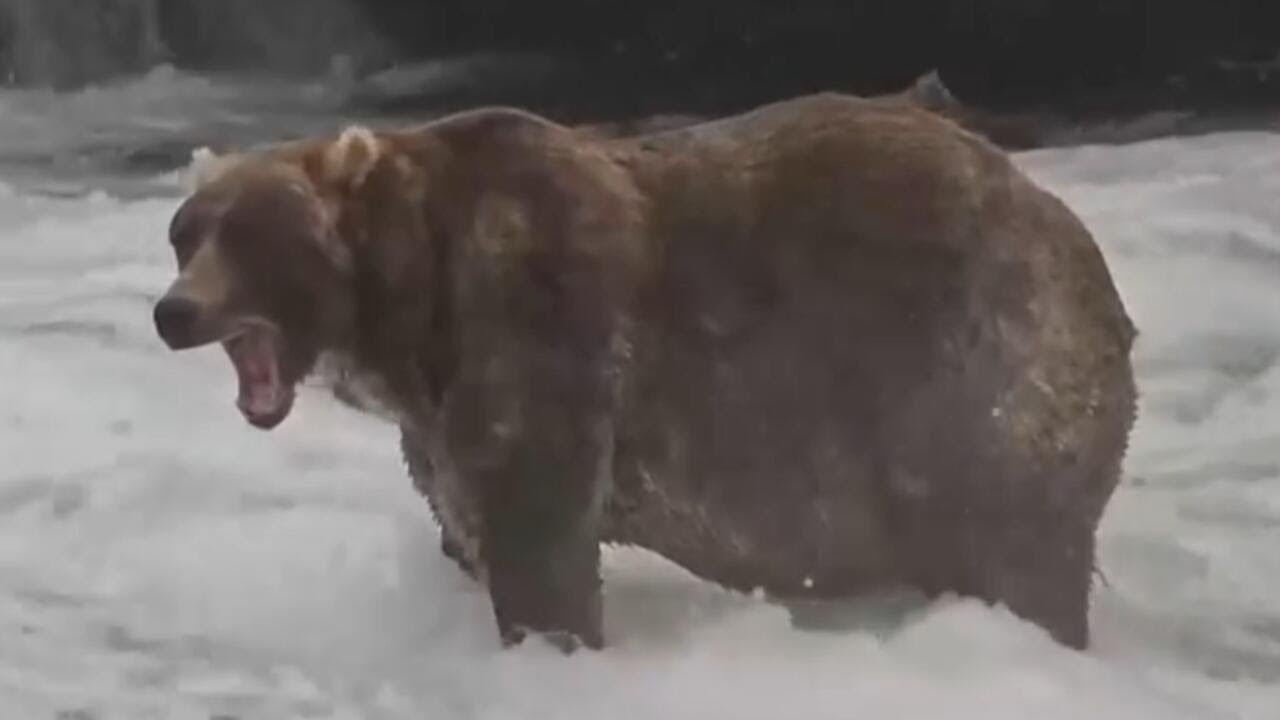 "Backpack" crowned winner of 2026 Fat Bear Week (Video)