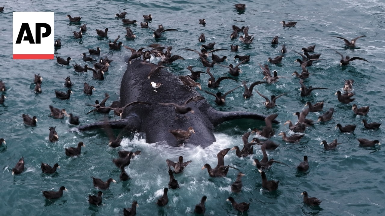 Baby whales are washing up dead in unusually high numbers in Argentina (Video)