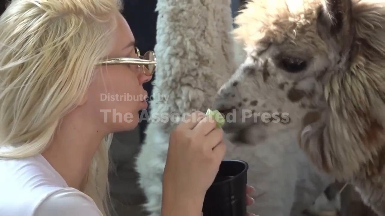 Meet the alpacas over your favourite cuppa (Video)