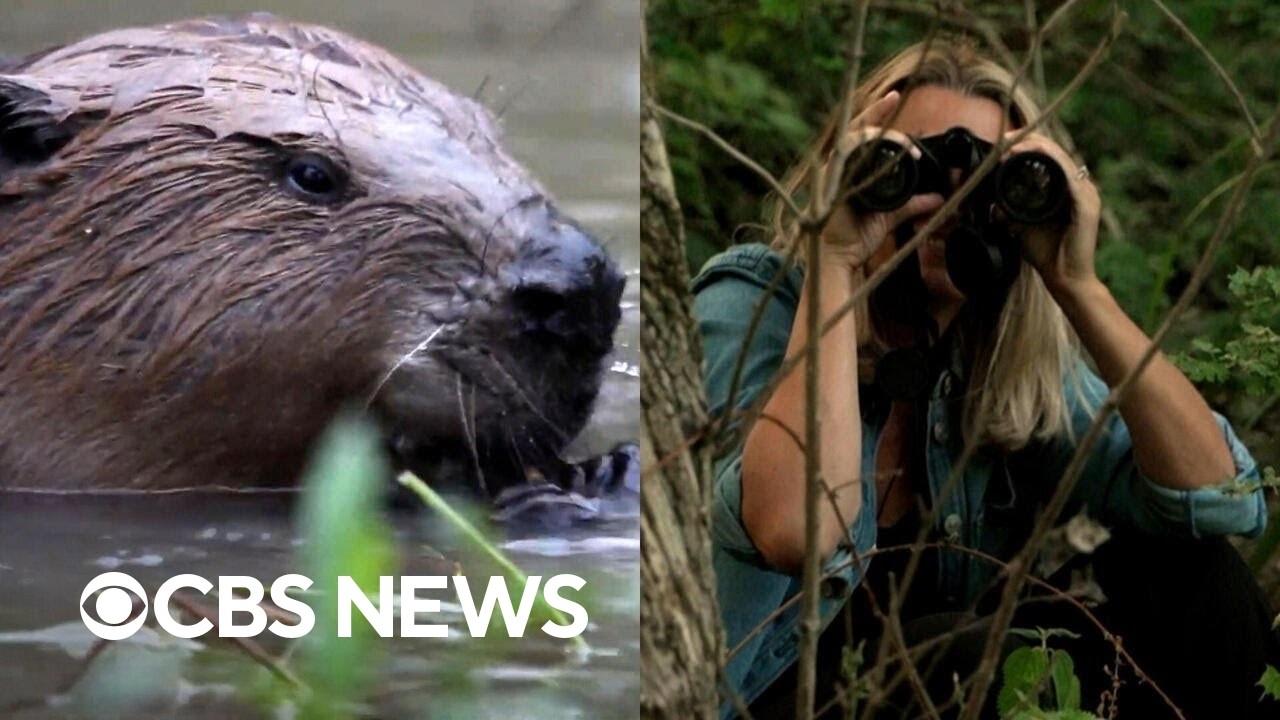 We joined a beaver safari in London where the animals have been key to combat flooding (Video)