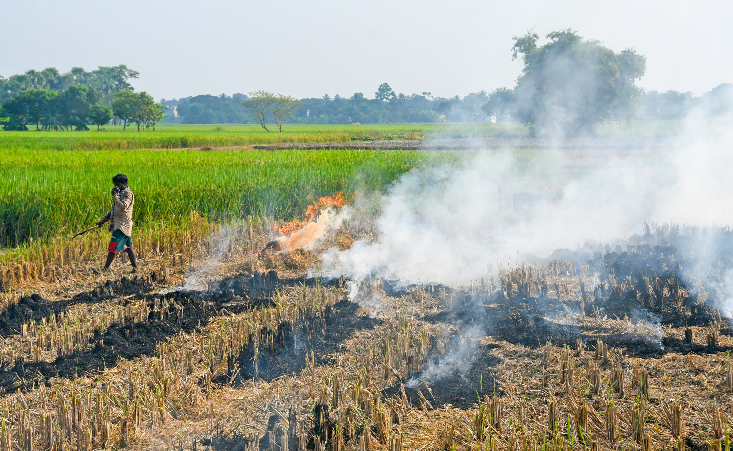 Punjab records 84 stubble-burning fires; Amritsar accounts for 49 incidents
