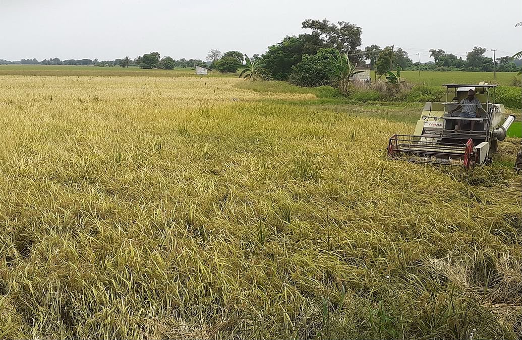 TN: Water shortage destroys samba paddy in Thanjavur; farmers seek compensation