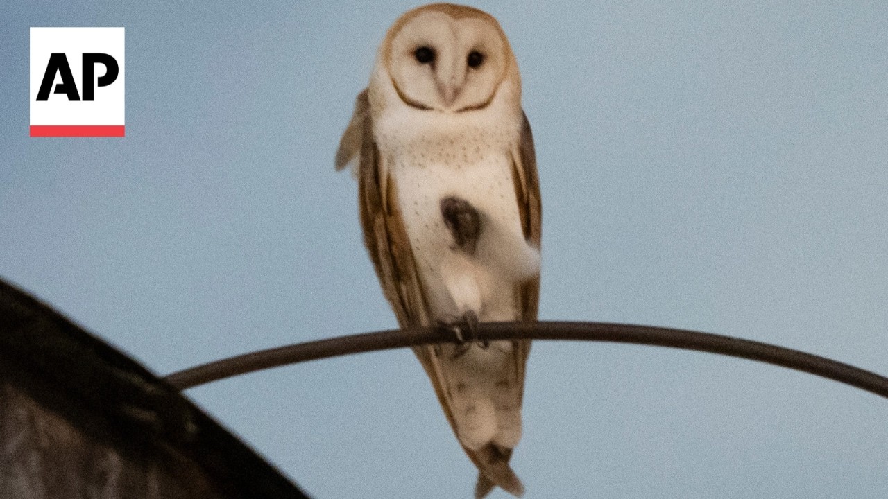 A rare family of barn owls moved into an area near Central Park in New York (Video)