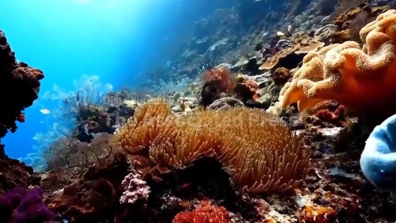 Scientists say nearly half of reef-building corals face elevated risk of extinction due to climate c (Video)