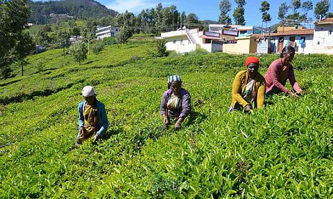 FSSAI proposes science-based pesticide residue limits for tea