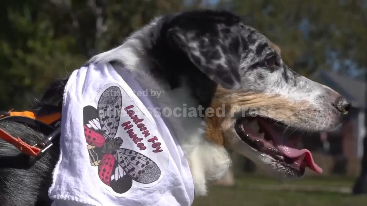 Four-legged investigators sniff out spotted lanternfly eggs to slow the spread of invasive pest (Video)