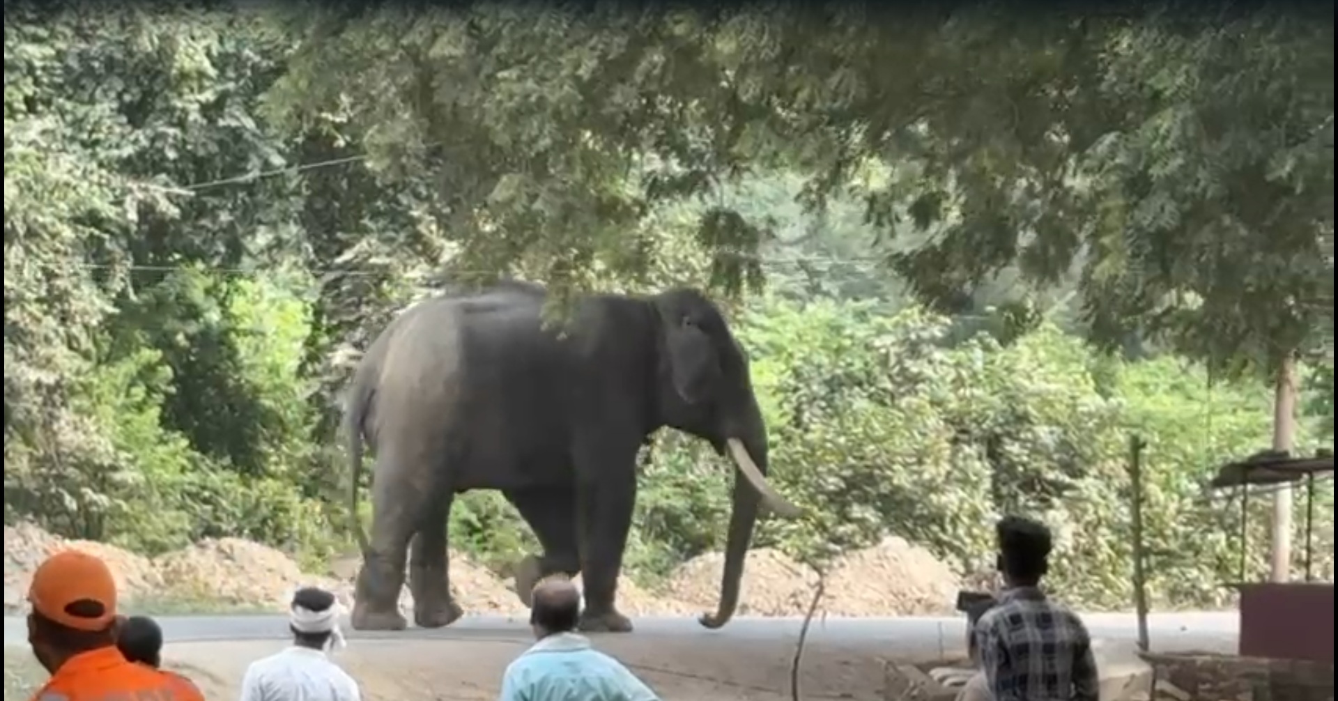 Elephant seriously injures mahout, creates panic in Varanasi's Ramnagar; over 200 police personnel deployed