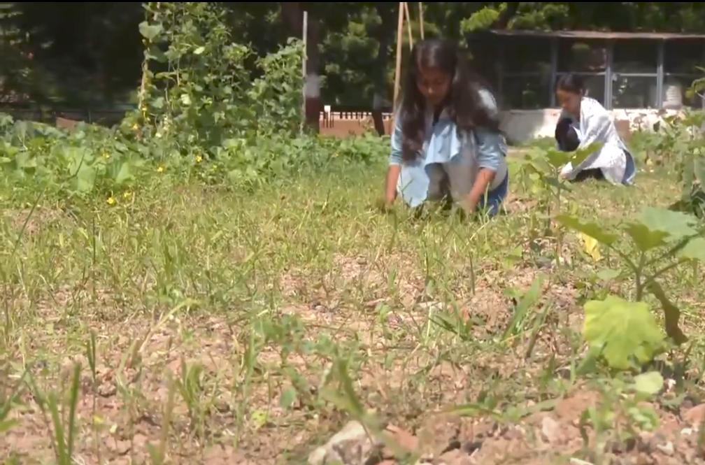 Gujarat Vidyapith trains students in natural farming, teaches preparation of bio-inputs