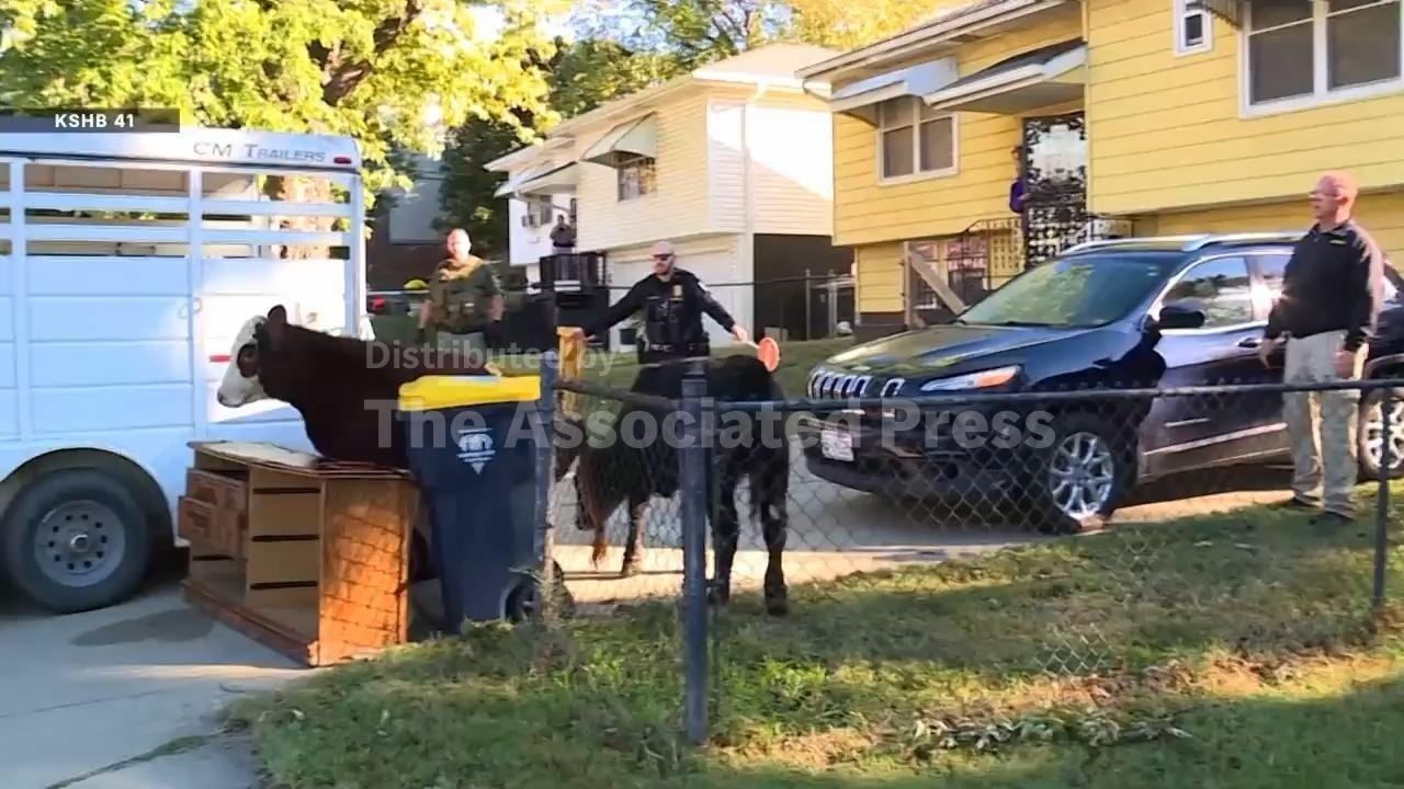 Cattle on the loose in Kansas City after transporting truck overturns (Video)