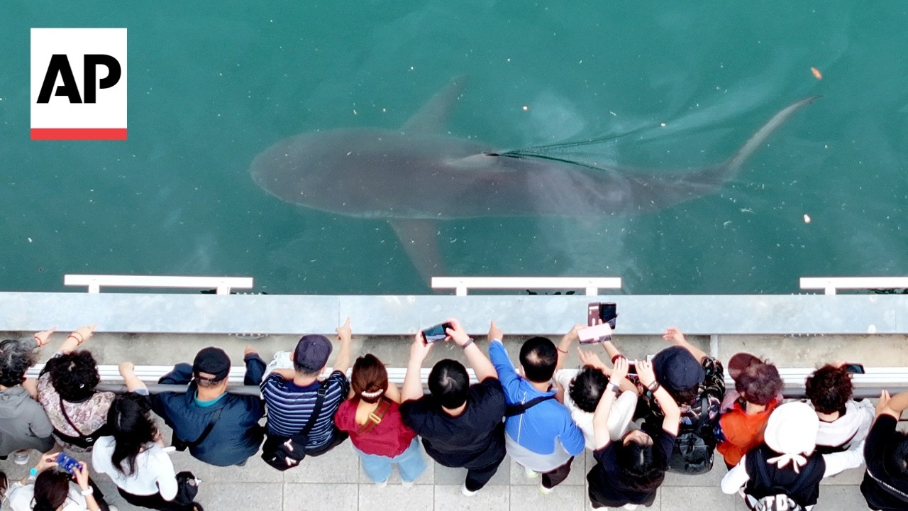 South Korean authorities make third attempt to return trapped shark to open sea (Video)