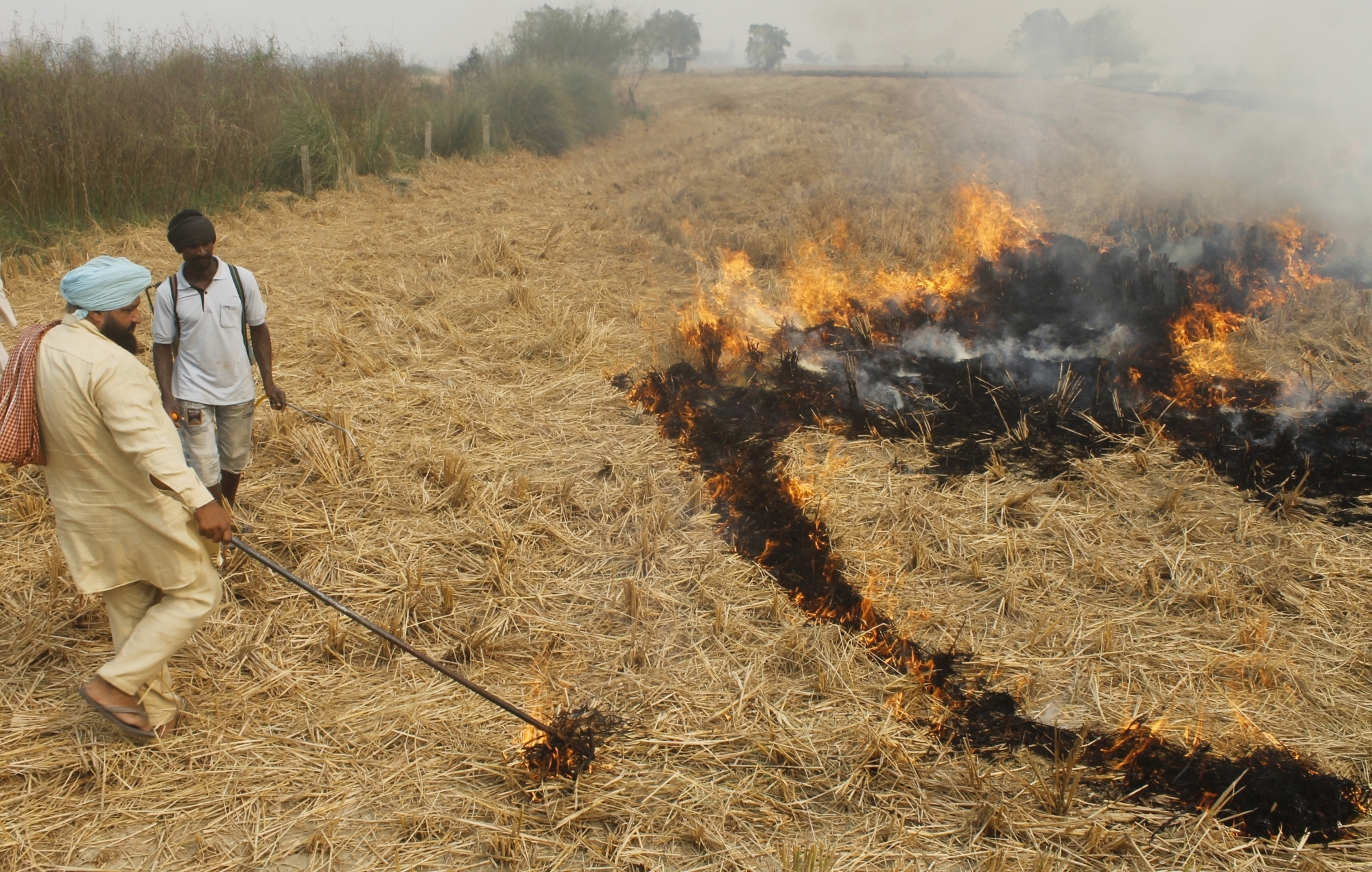 Punjab reports 510 stubble burning incidents; fines imposed in 184 cases