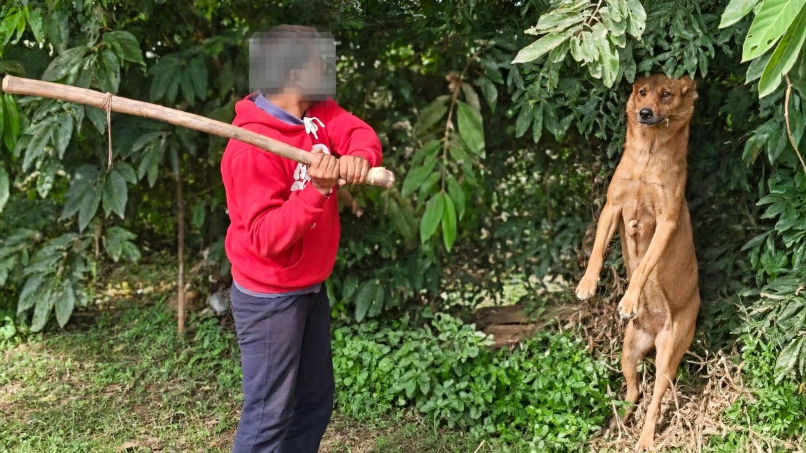 Three men detained for hanging stray dog from tree, beating it to death in Bengaluru