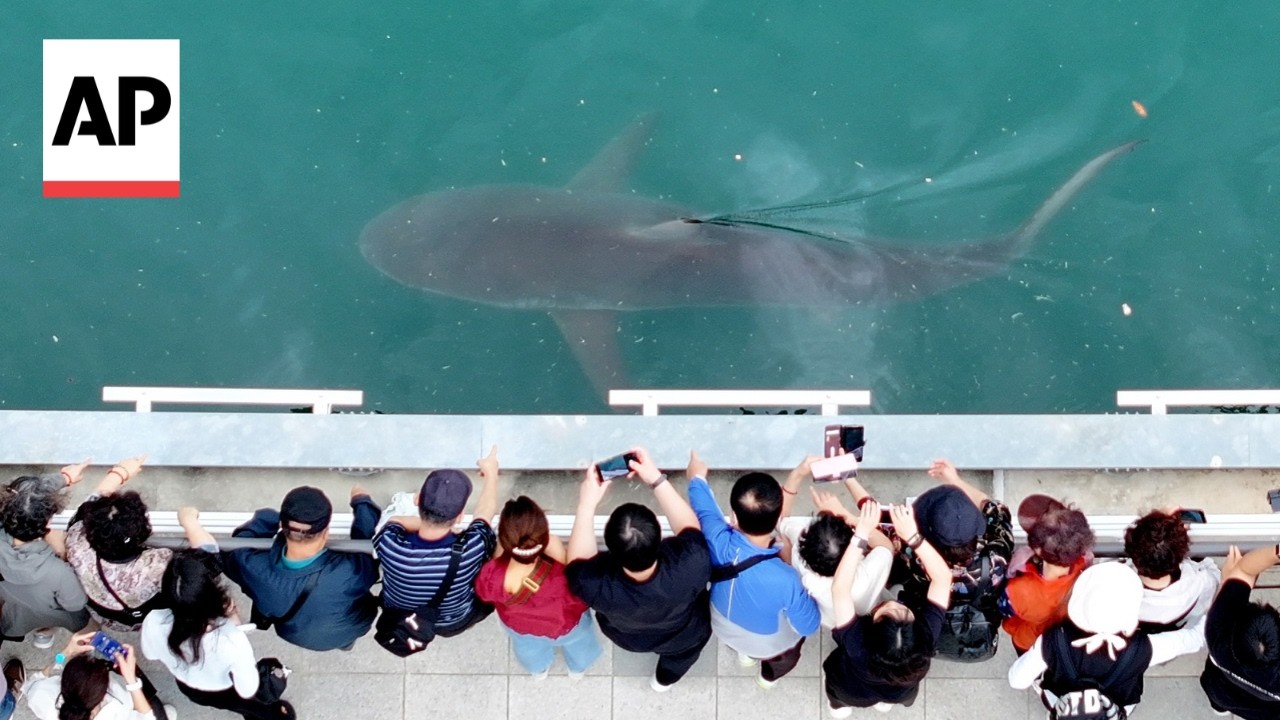 Noise, light and electricity may be keeping a shark trapped in a South Korea canal, expert says (Video)