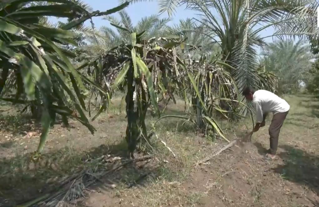 In Gujarat village, one farmer's avocado crop draws fellow cultivators