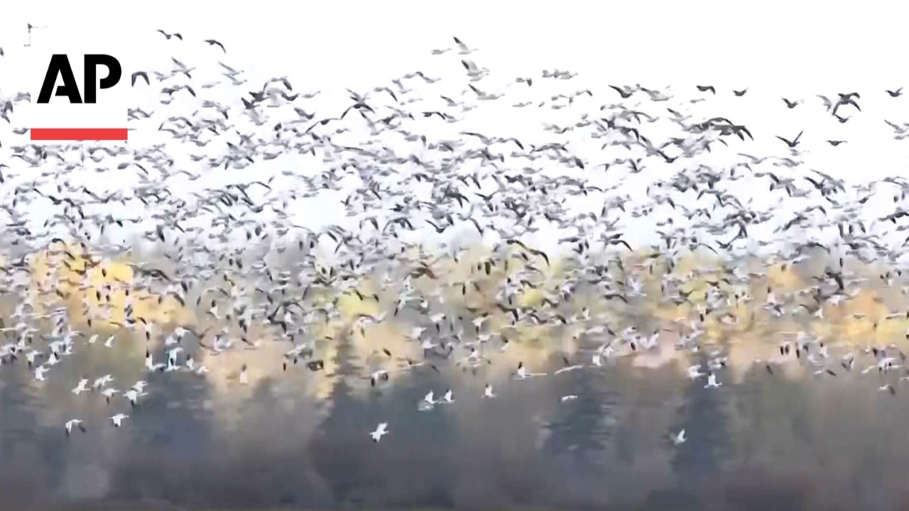 WATCH: Thousands of snow geese fly over Washington state (Video)