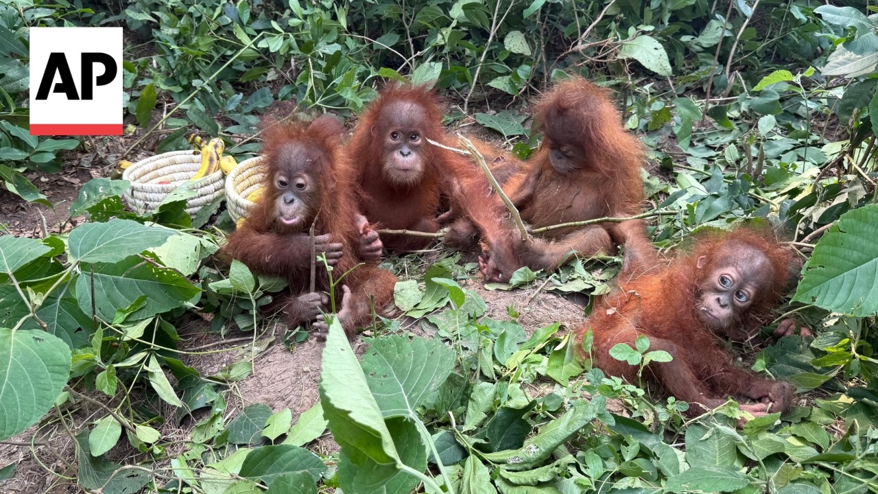 India emerges as major destination for trafficked orangutans and other endangered apes (Video)