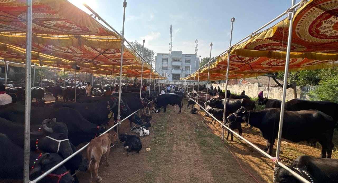Gujarat provides Rs 162 crore dairy aid to over 29,500 tribal women in 3 years